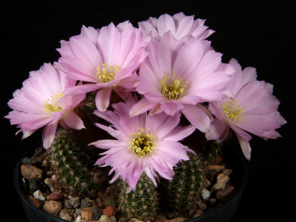 Chamaecereus